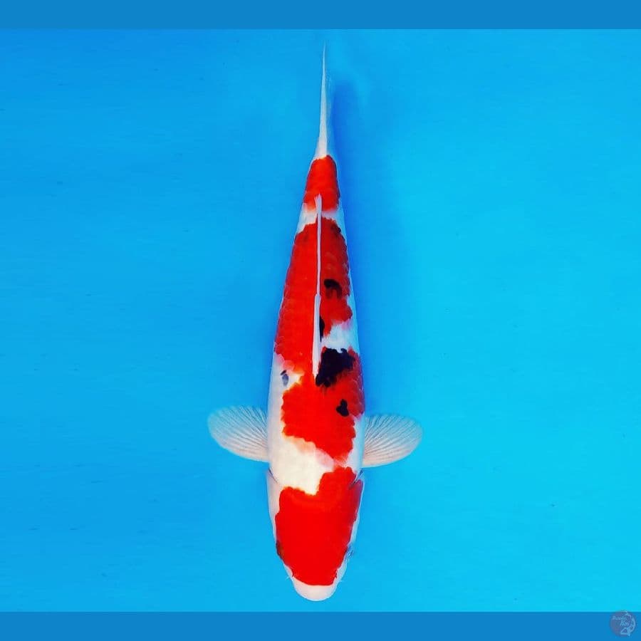 KATANA 9 ~ Taisho Sanke 33 cm/male ™