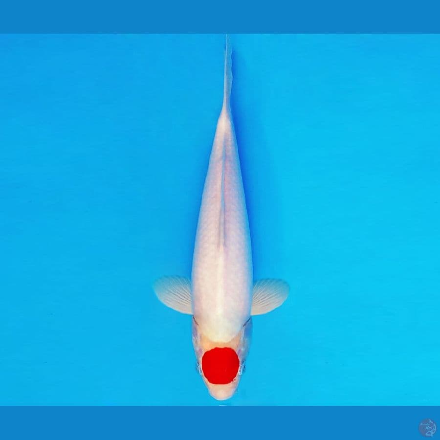 KATANA 14 ~ Tancho 25 cm/male ™