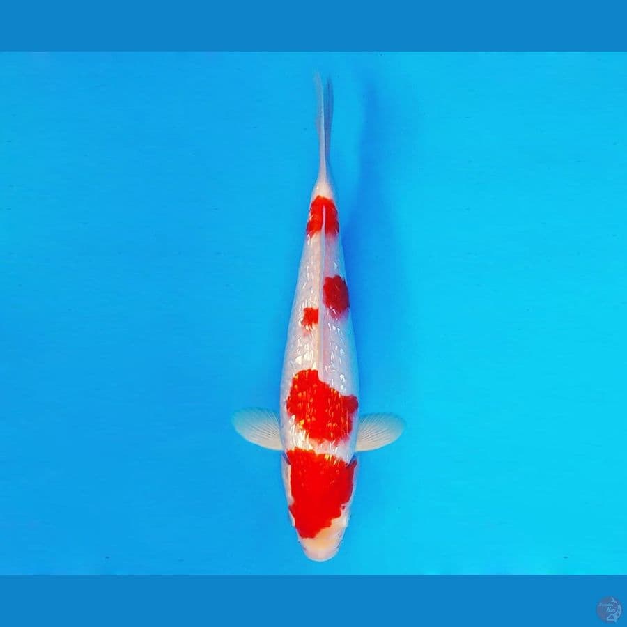 KATANA 15 ~ Kohaku Gin Rin 26 cm/male ™