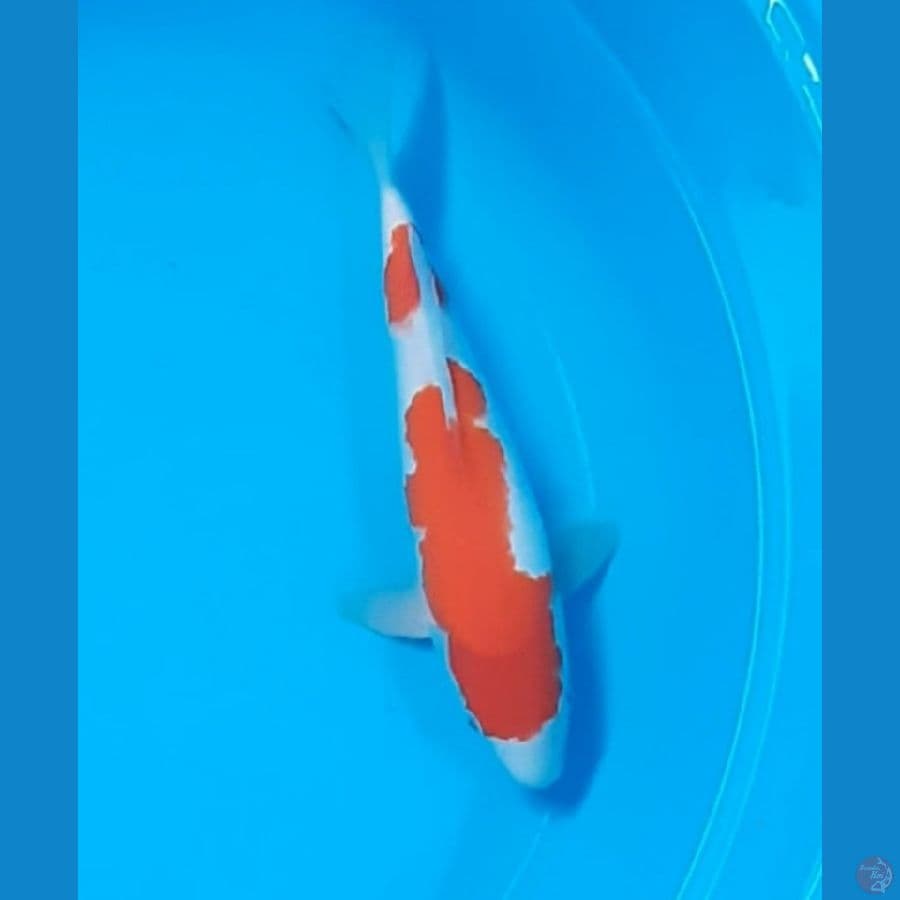30cm # KOHAKU HQ