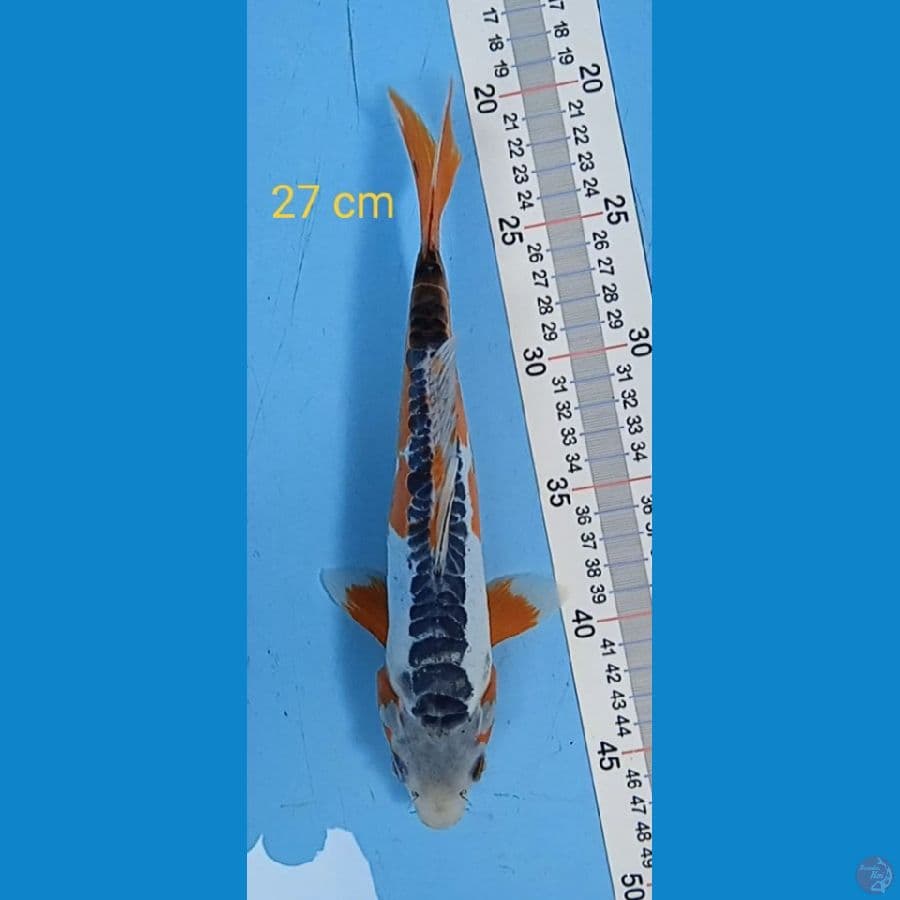 shusui : 27 cm