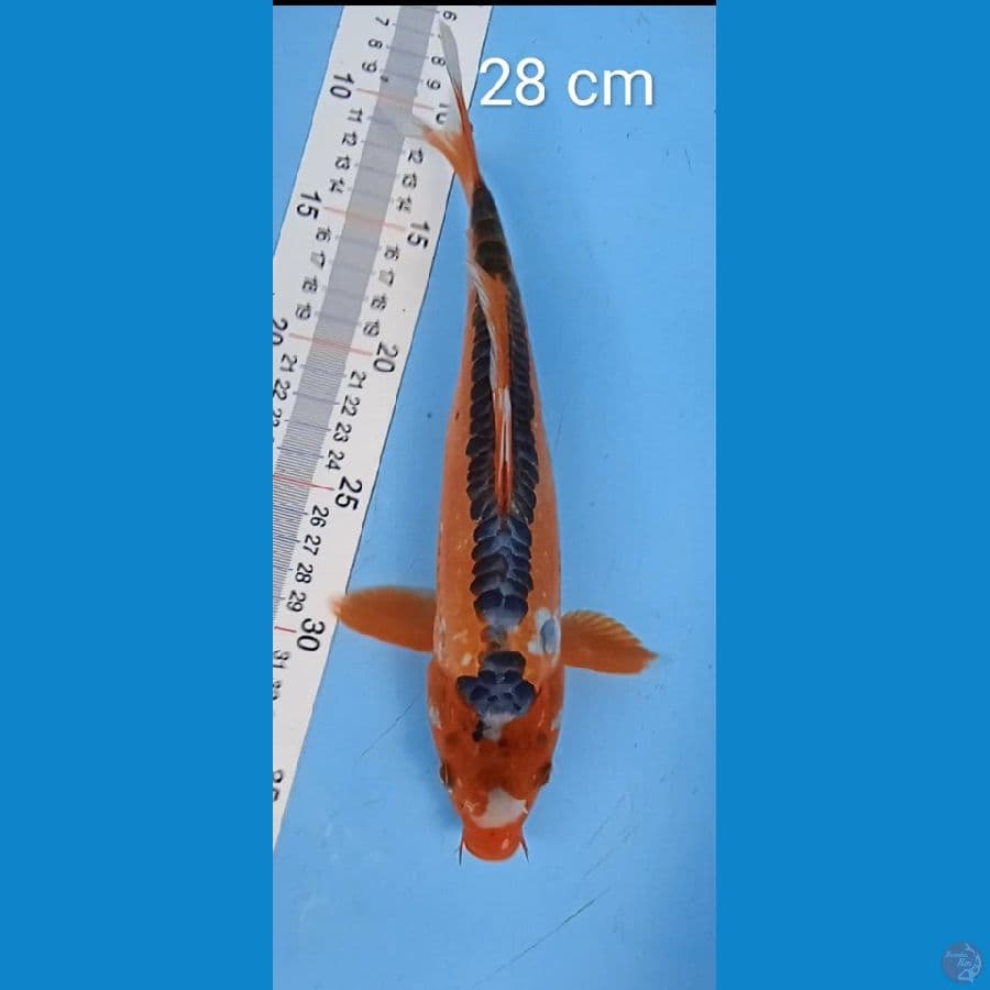 shusui : 28 cm