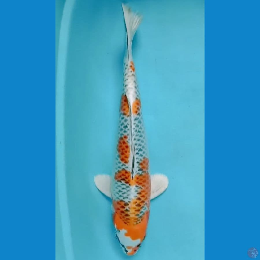 SQ Kujaku male 41 cm