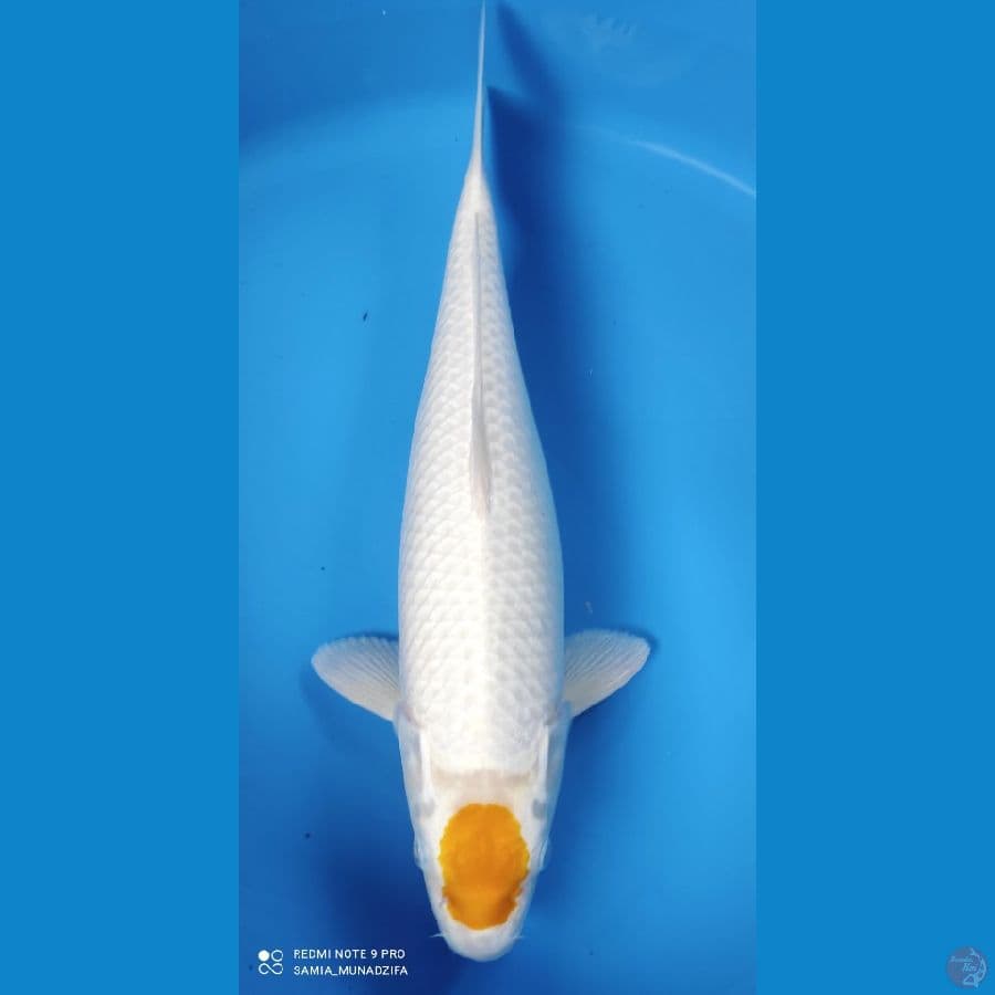 tancho hariwake 43 cm. fml