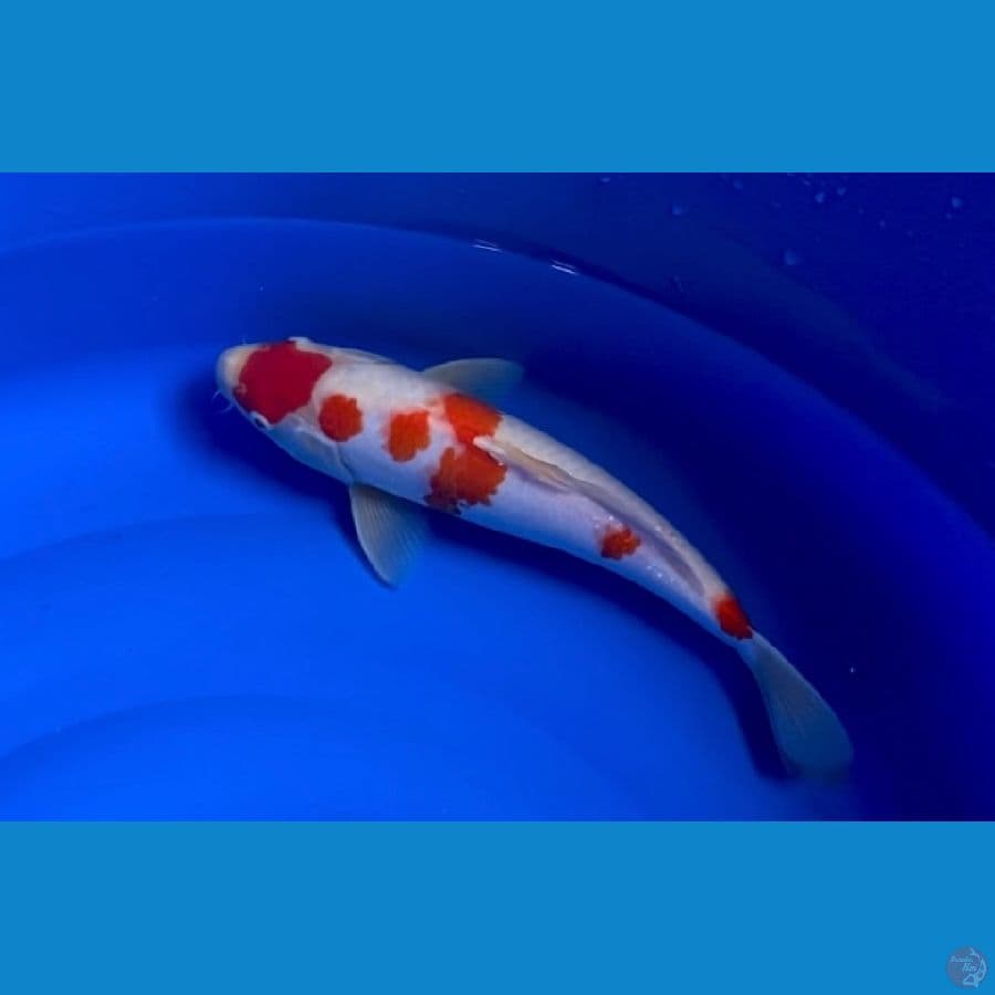 kohaku dainichi 40 cm