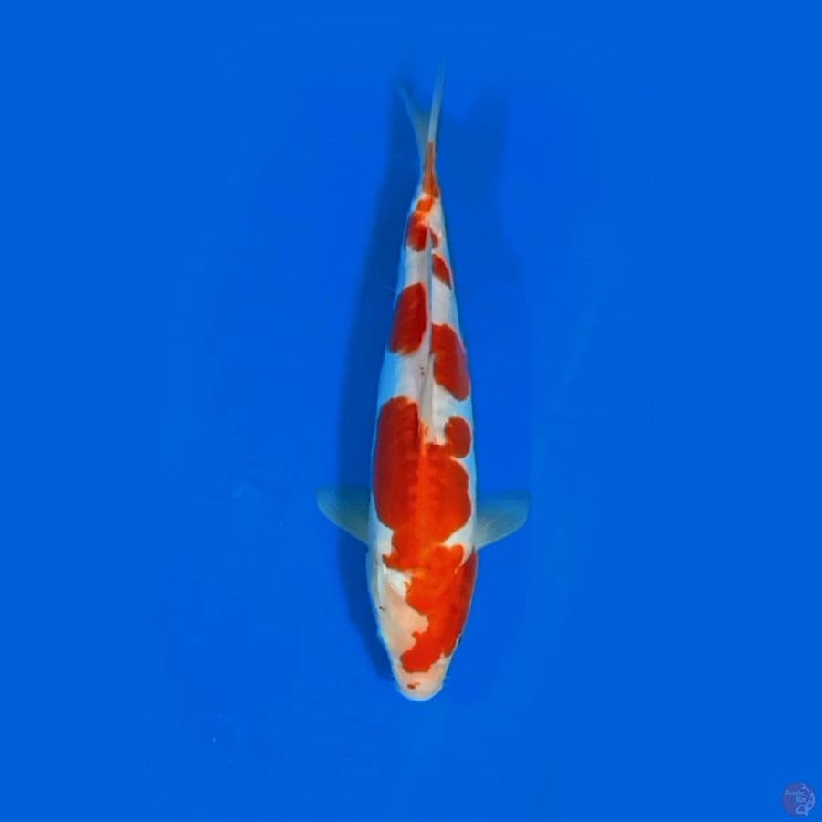 NOGOSARI 30CM