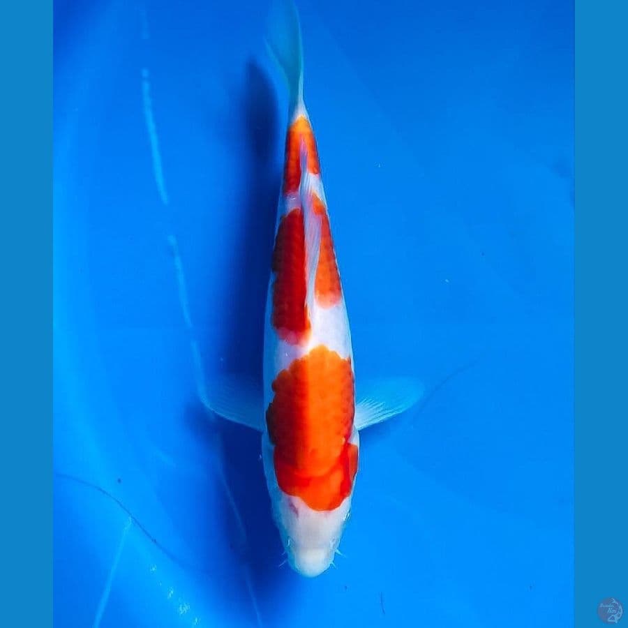 kohaku 22cm