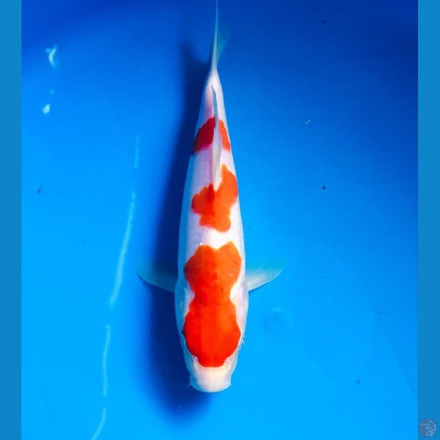 kohaku 26cm