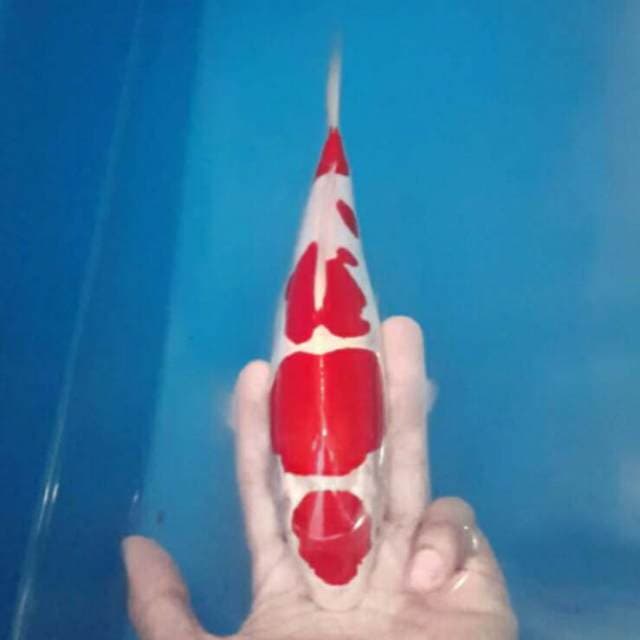 kohaku koleksi super