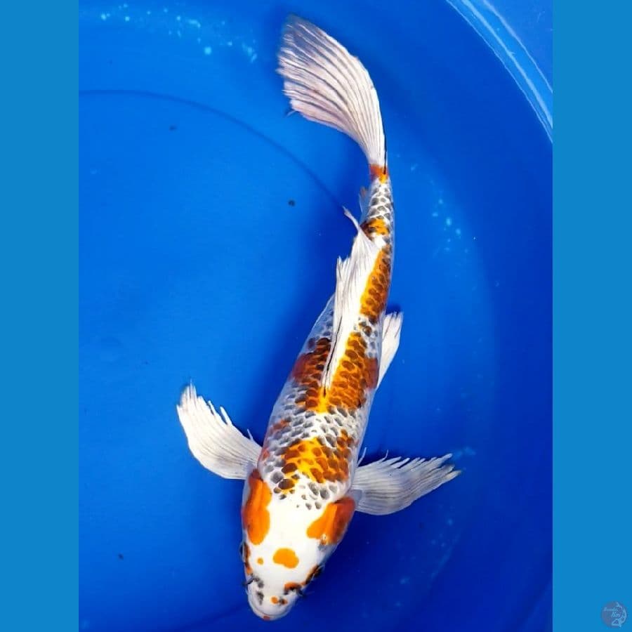 KUMPAY KUJAKU 45 CM F