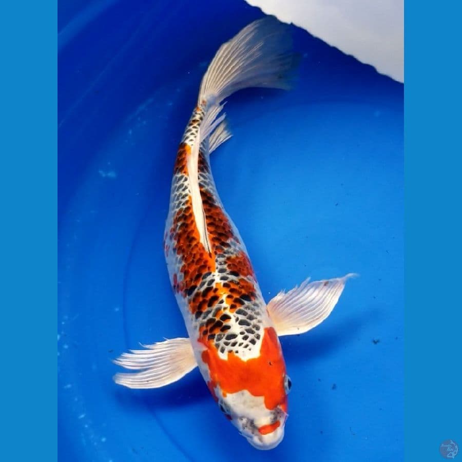 KUMPAY KUJAKU 48 CM F