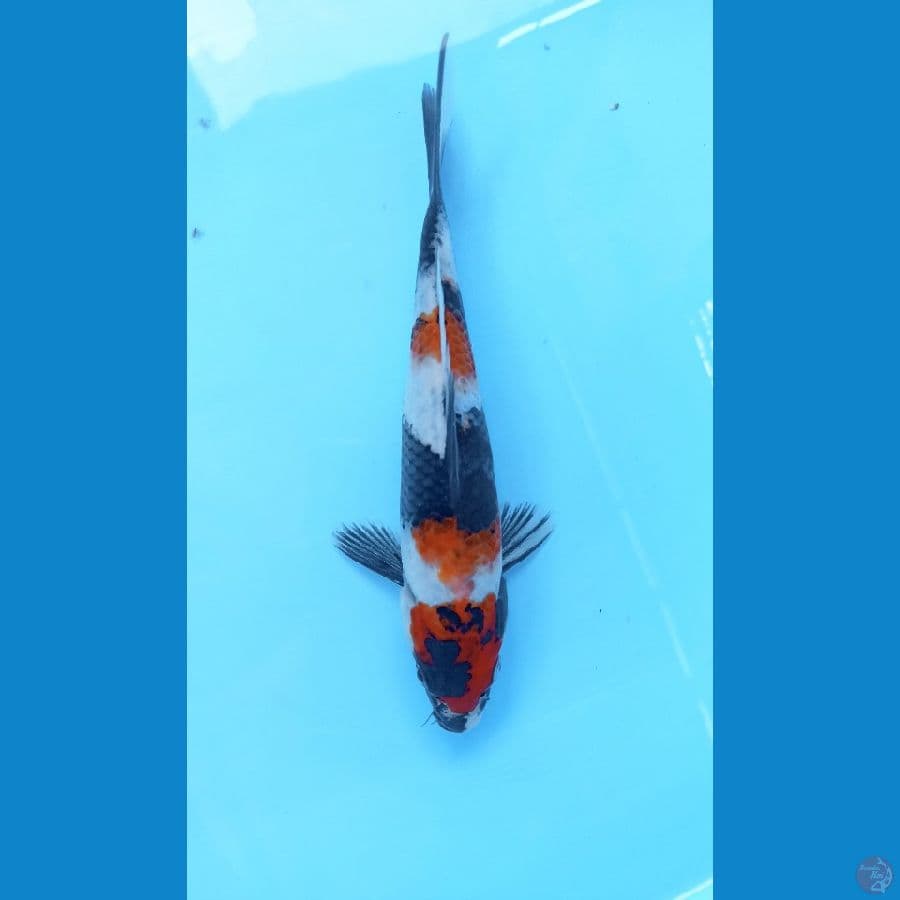 Showa 23cm