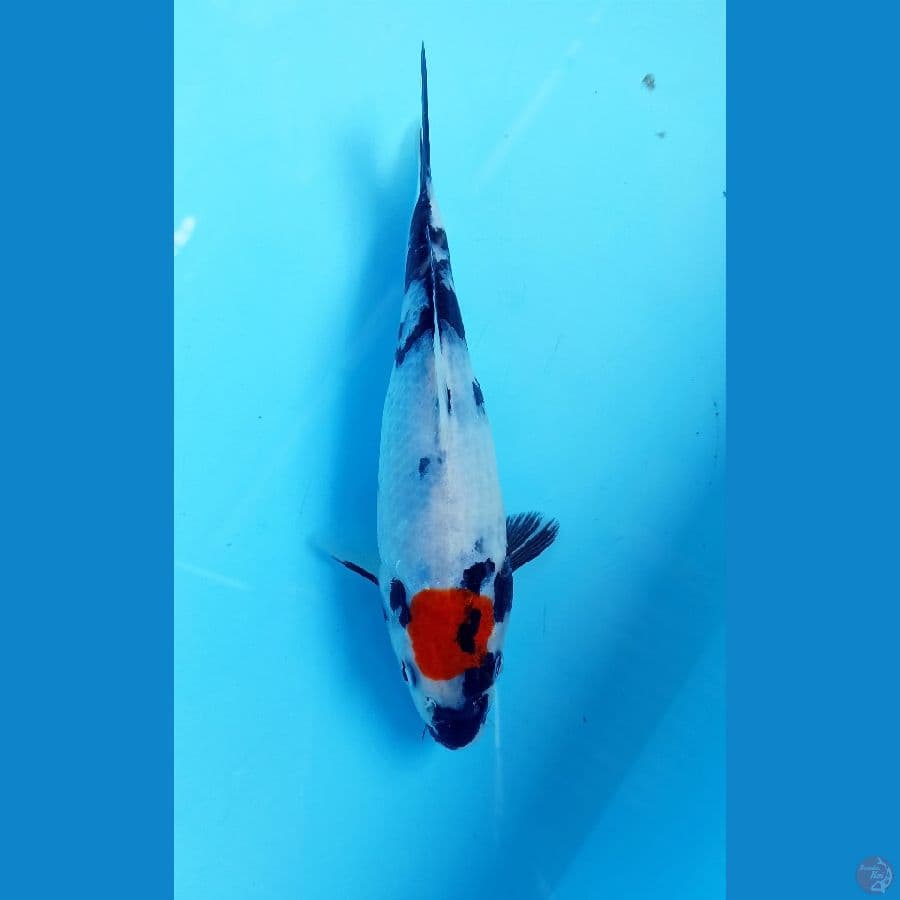 Tancho showa 18cm
