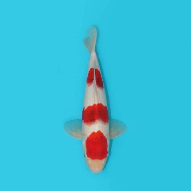 Ai GOROMO GOOD QUALITY JUMBO TOSAI