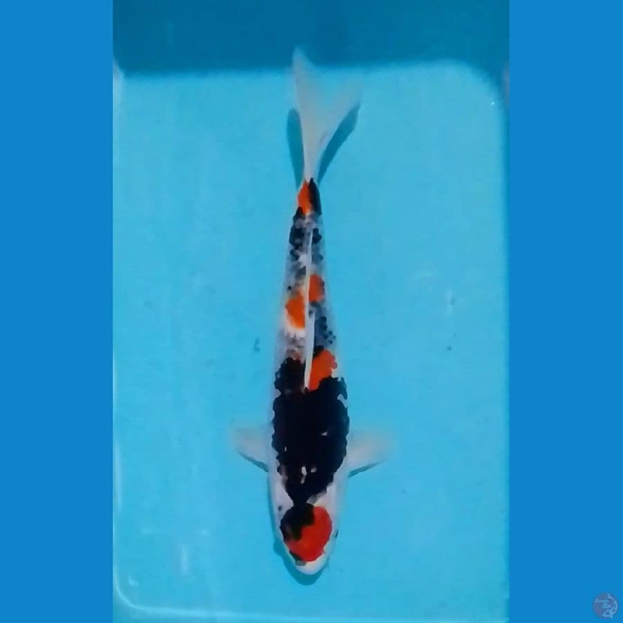 Maruten Showa 41cm (F)