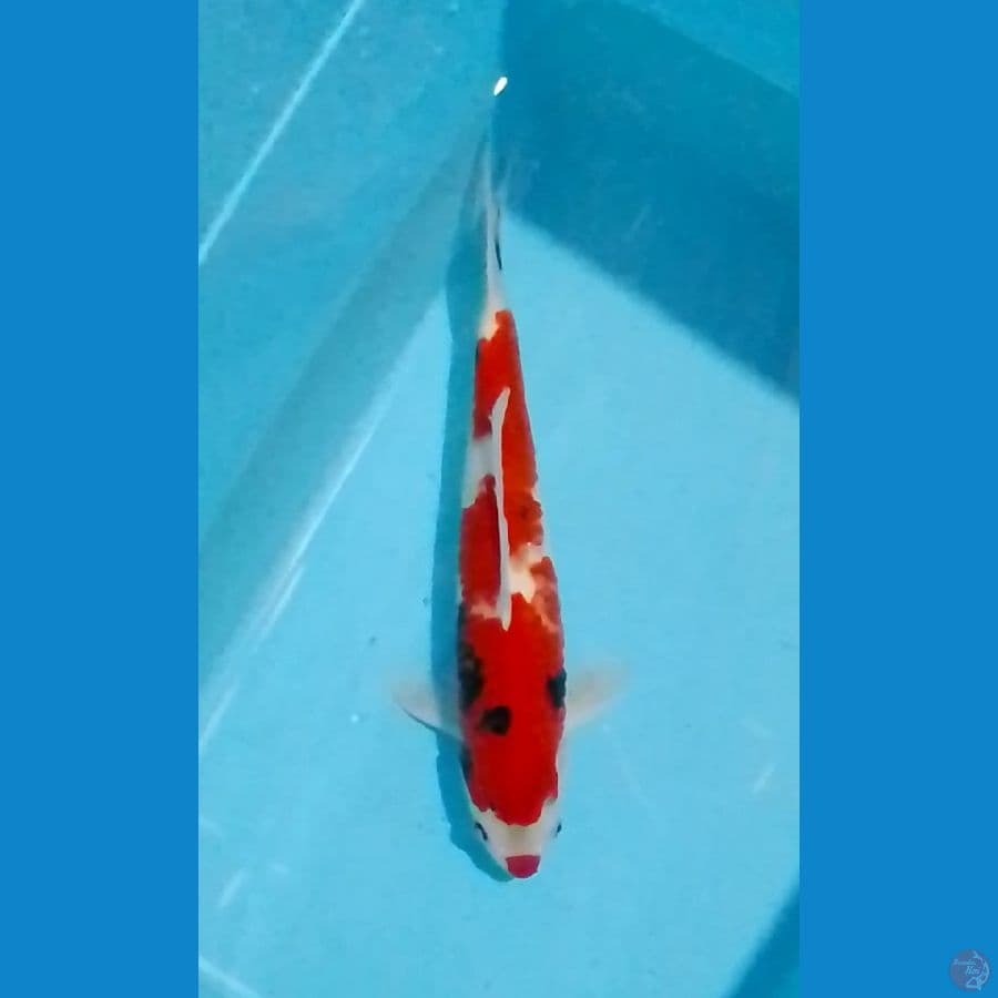 Showa 40cm (M)