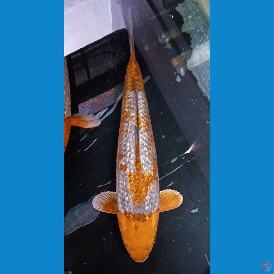HIGH QUALYTY SABIKOYO GINDRIN 42CM