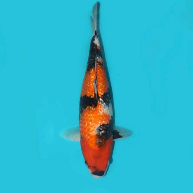 Ginrin Showa Tategoi 34 cm