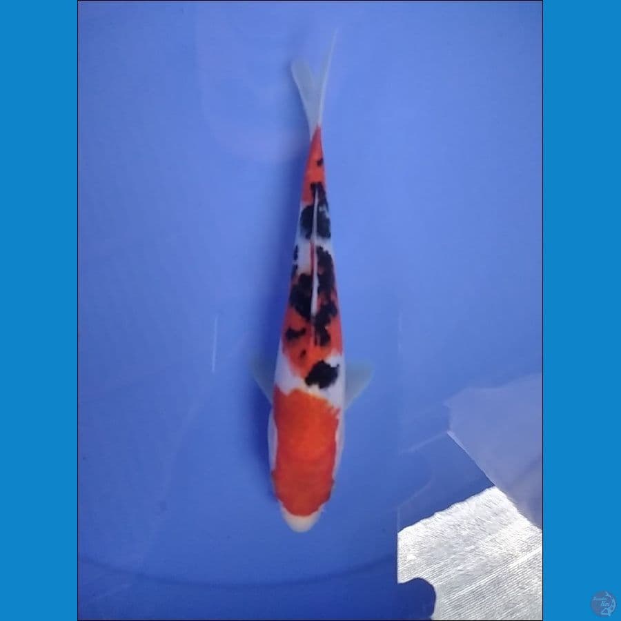 SANKE 3 STEP 19 CM