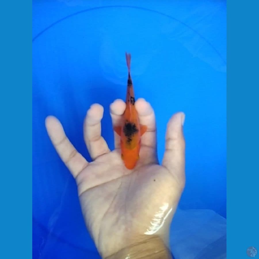 MINION AKA BEKO SIRIP MERAH SEMUA