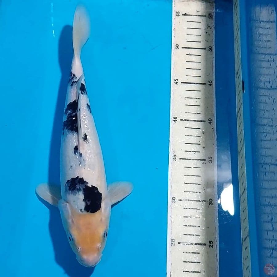 BEKKO STRONG 31 CM