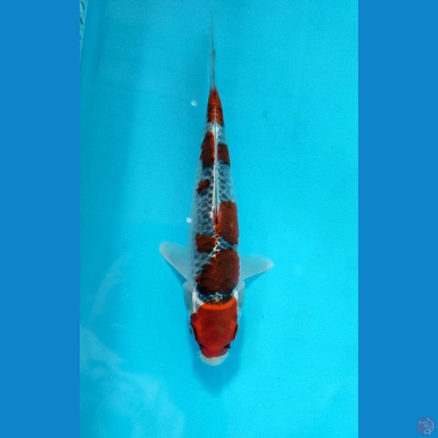 Goshiki Joss 24cm