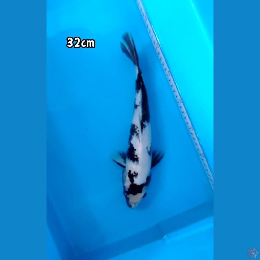 Shiro 32cm/M