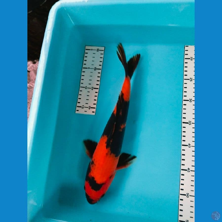 utsuri 36cm