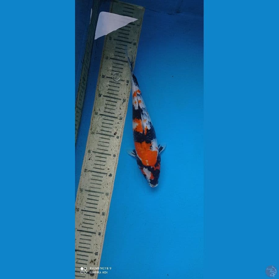 showa 35cm