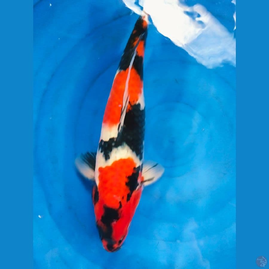 showa Male 41cm