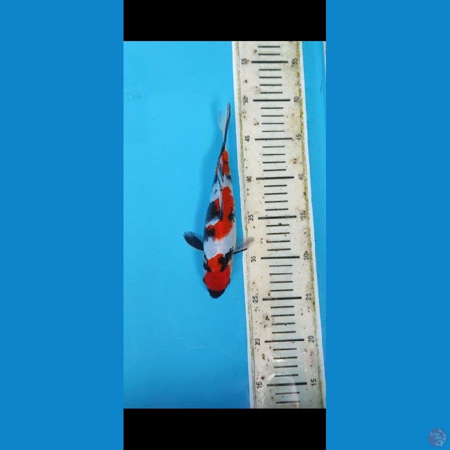 KINDAI SHOWA 23 cm SQ