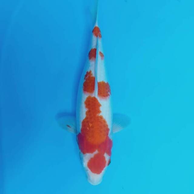 Kohaku