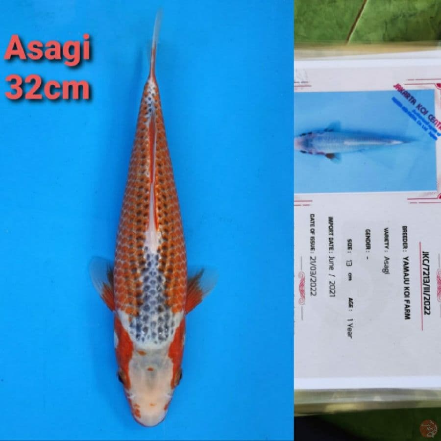 YAMAJYU ASAGI 32CM SERTI