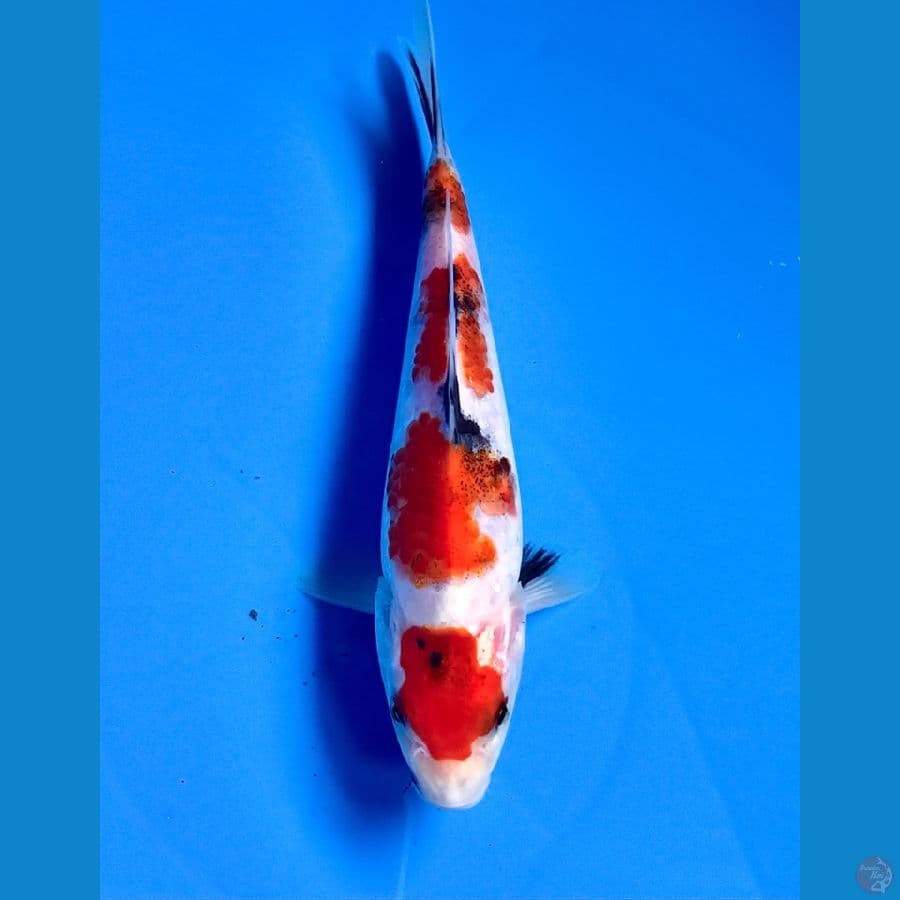 showa 18cm