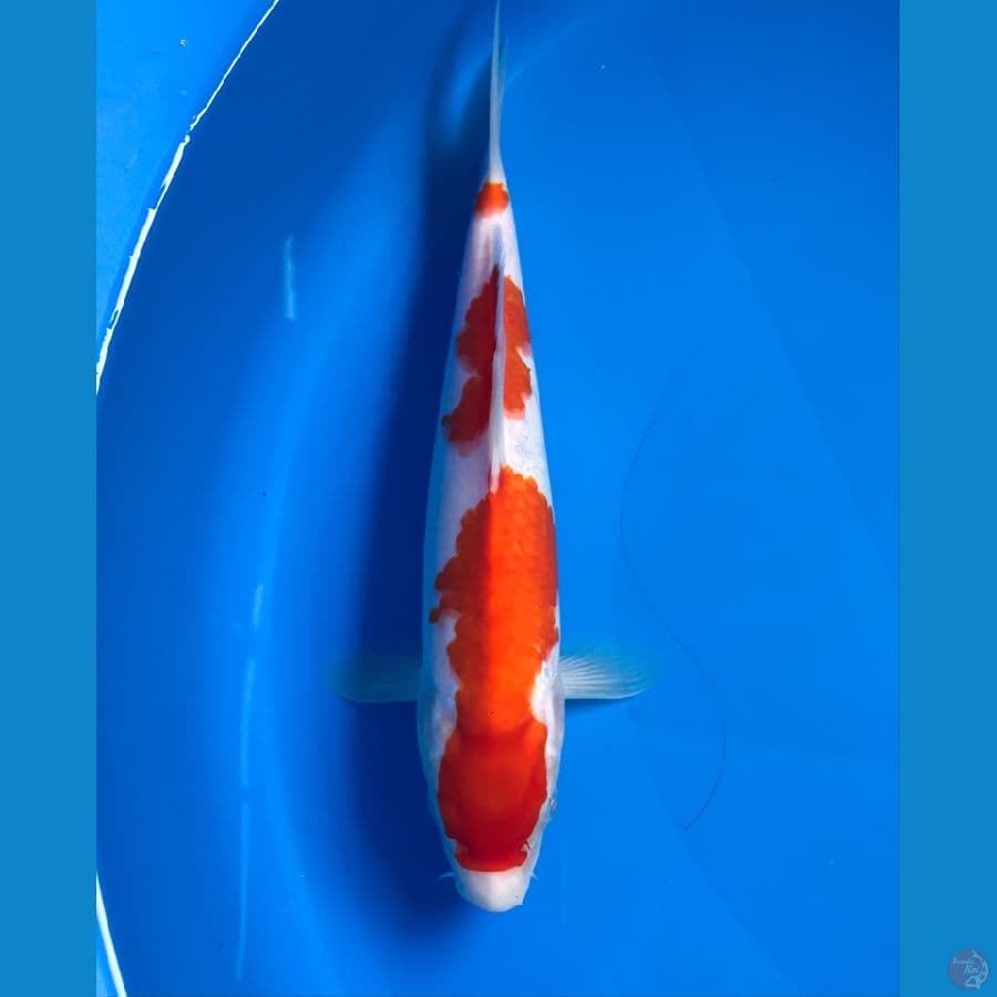 kohaku 25cm