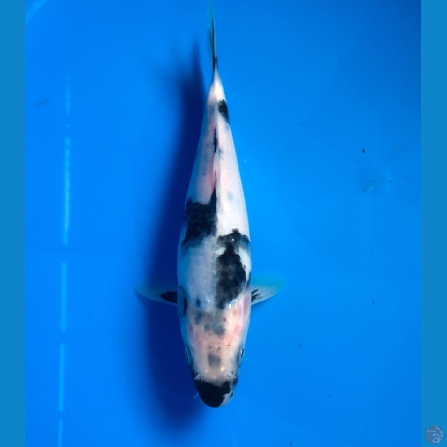 shiro 22cm