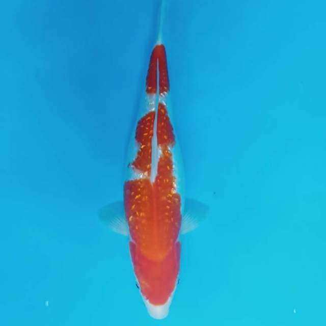 Kohaku Ginrin