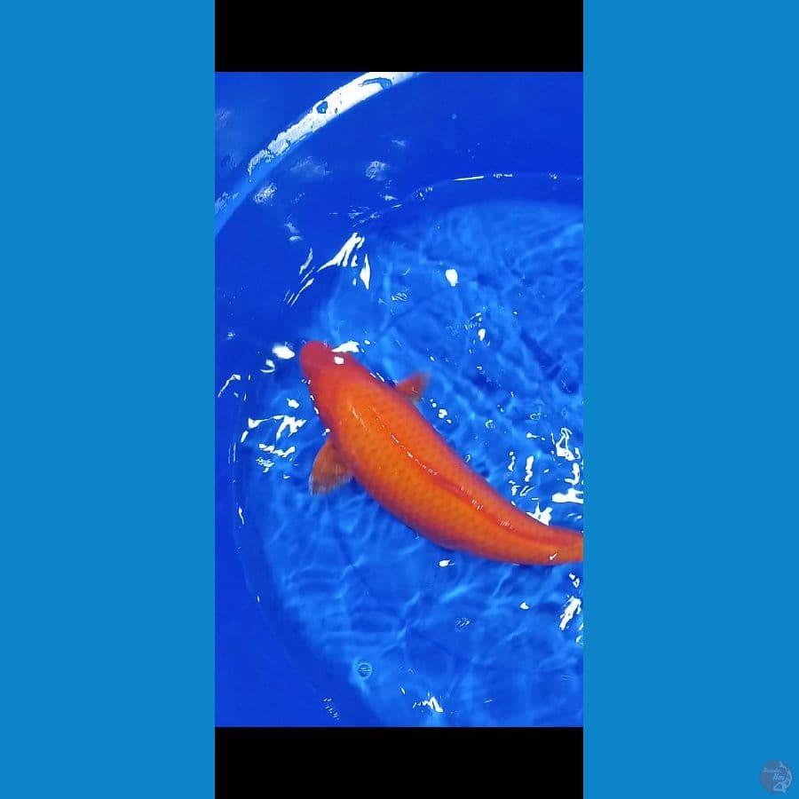 SQ RED KARASI 40CM