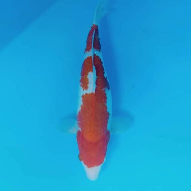 Kohaku