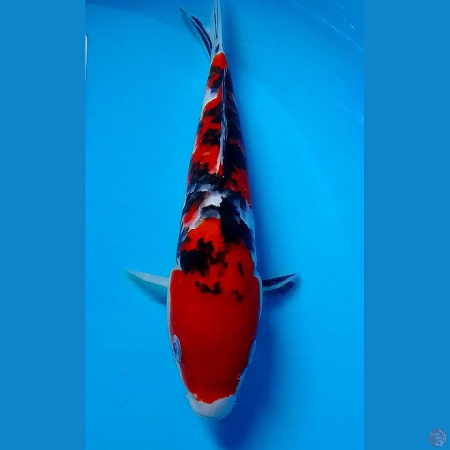 sanke sz 28 cm