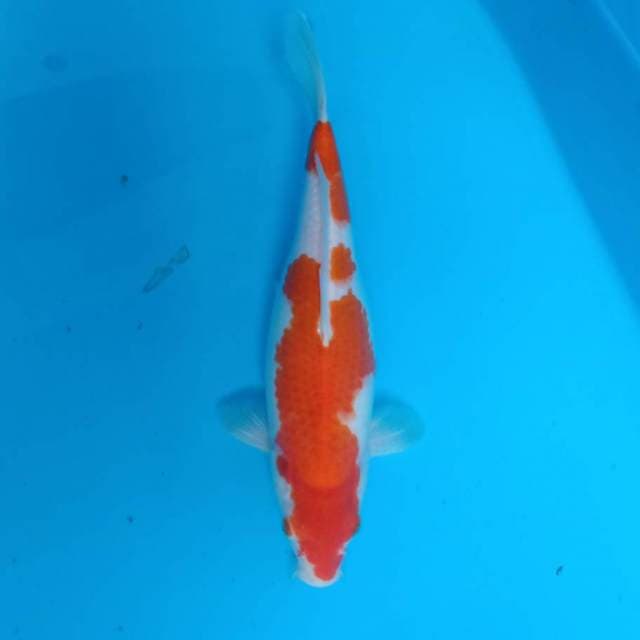 Kohaku