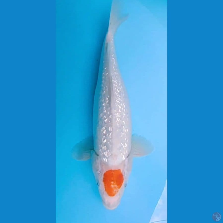 tanco kohaku 35 cm