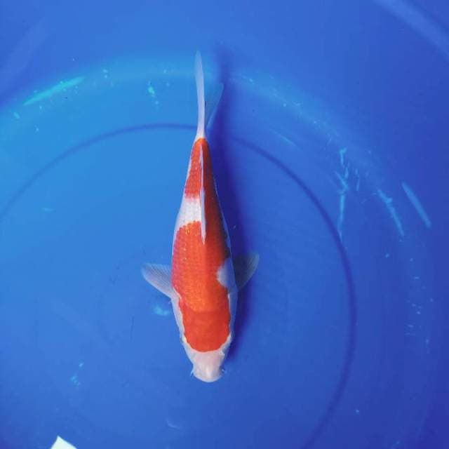 Kohaku 25cm