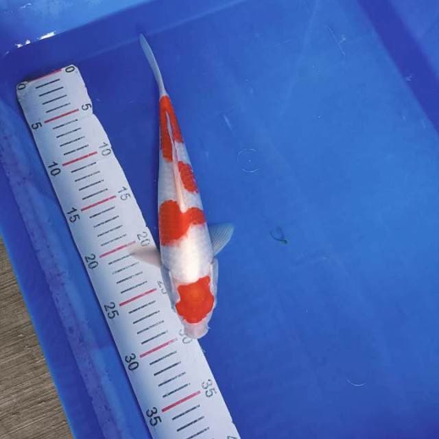 Kohaku 28cm