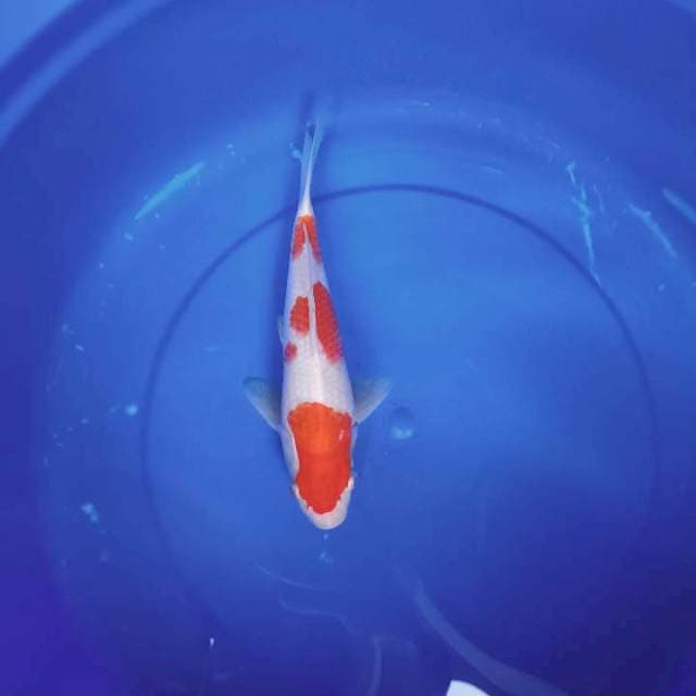 Kohaku 25cm