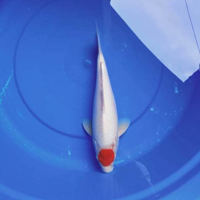 Tancho kohaku 30cm
