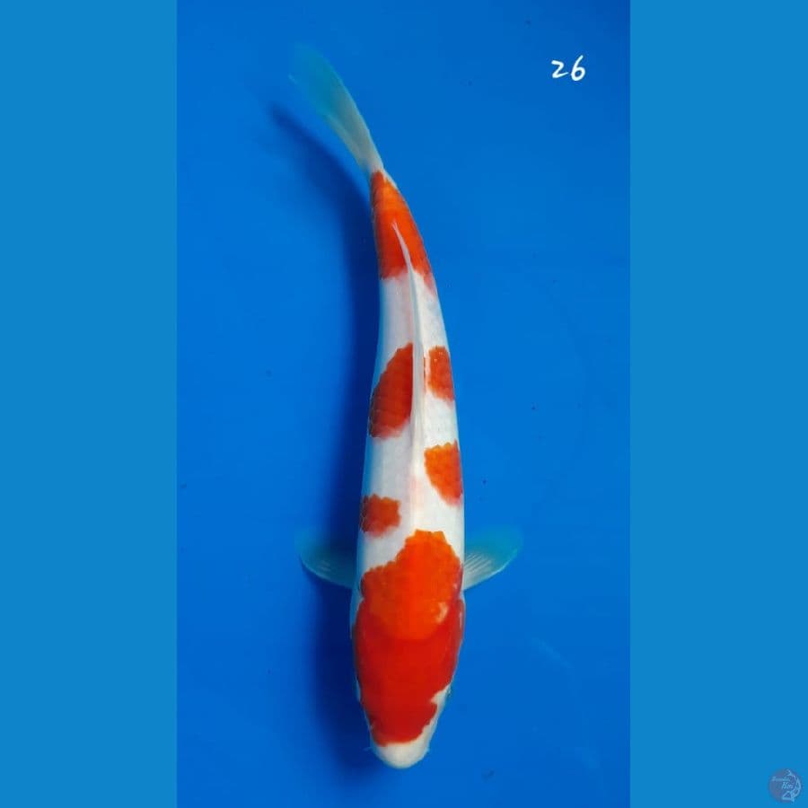 Kohaku 26cm