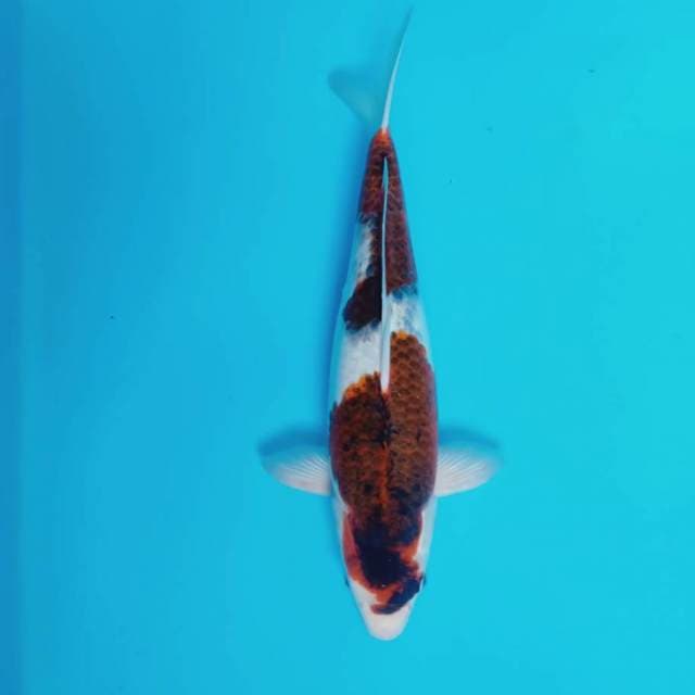 Budo Goromo