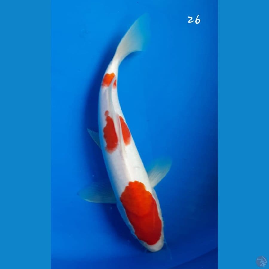 Kohaku 26cm