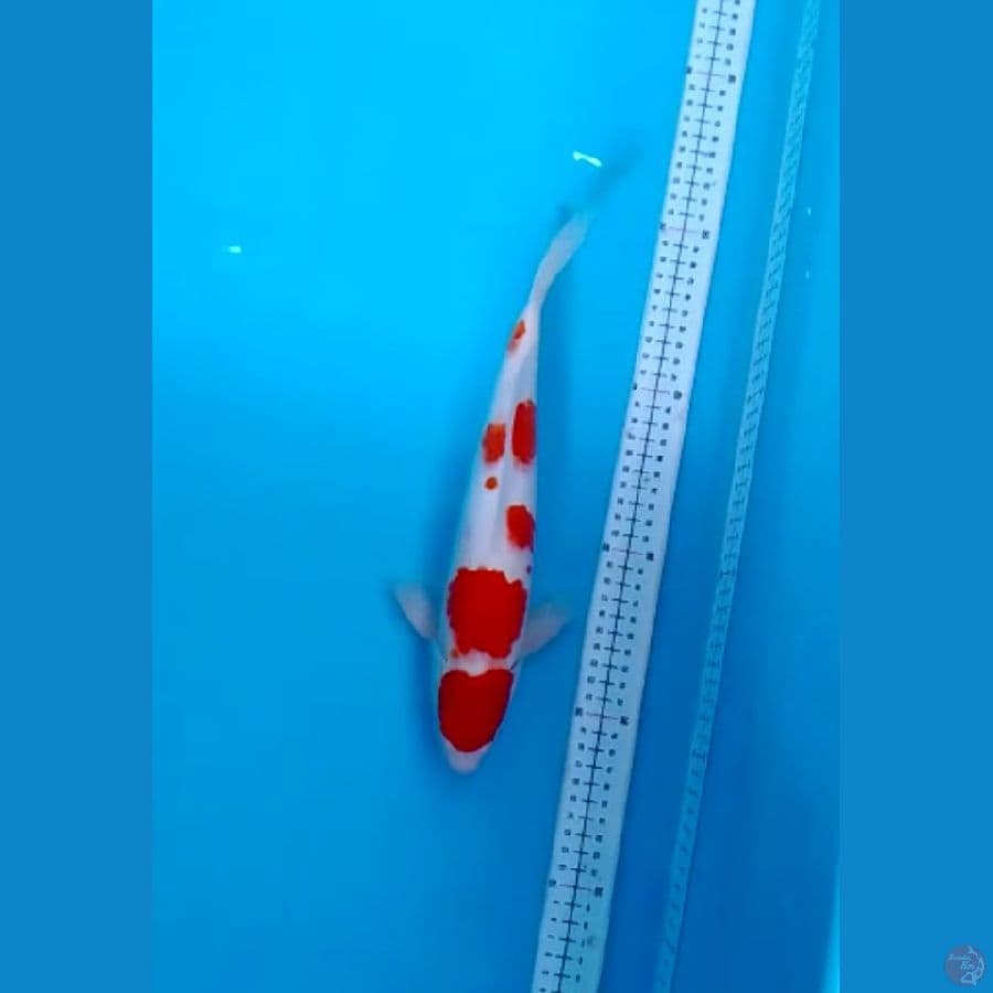 33cm/kohaku f1 sakai